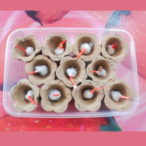 lotus panjakavya vilakku